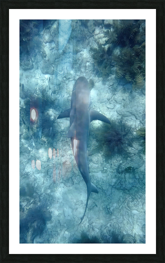 Reef Shark Beneathe Picture Frame print
