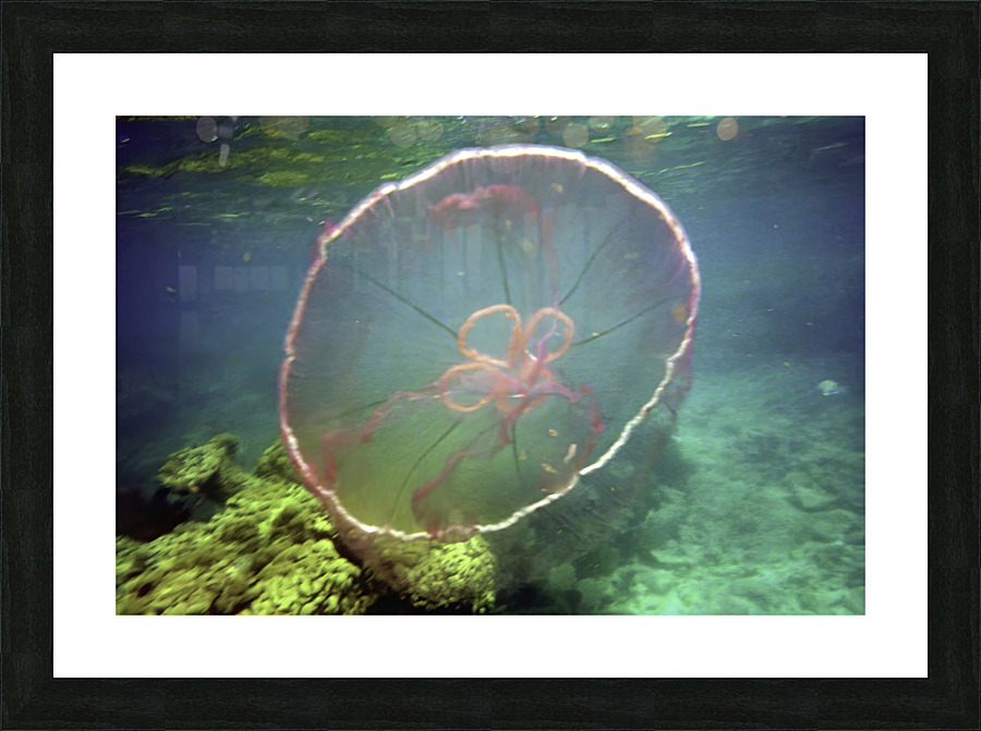 Jellyfish Beware Picture Frame print