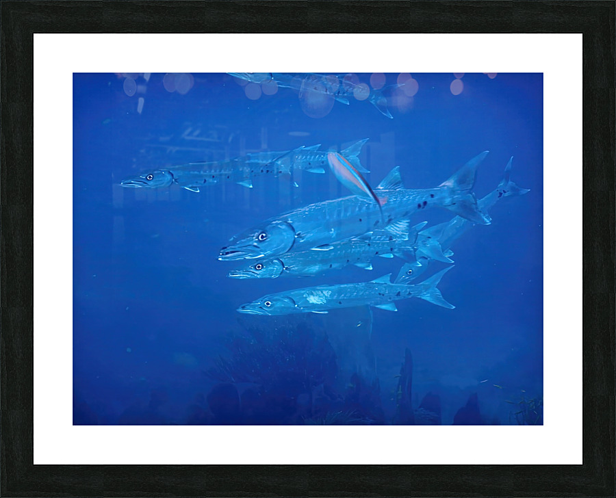 Barracuda Encounter Picture Frame print