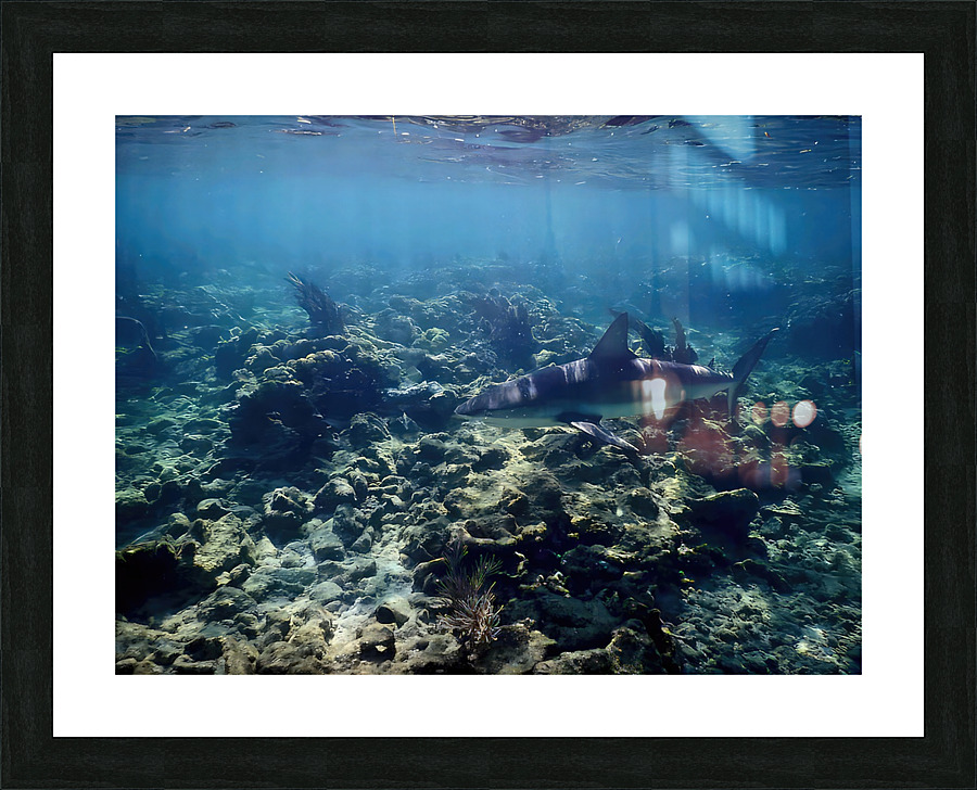 Reef Shark Searching Picture Frame print