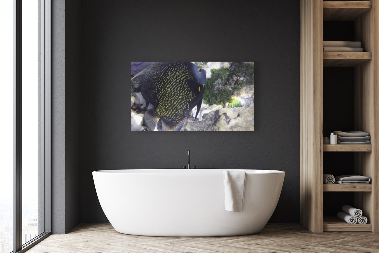 French Angelfish Reproduction