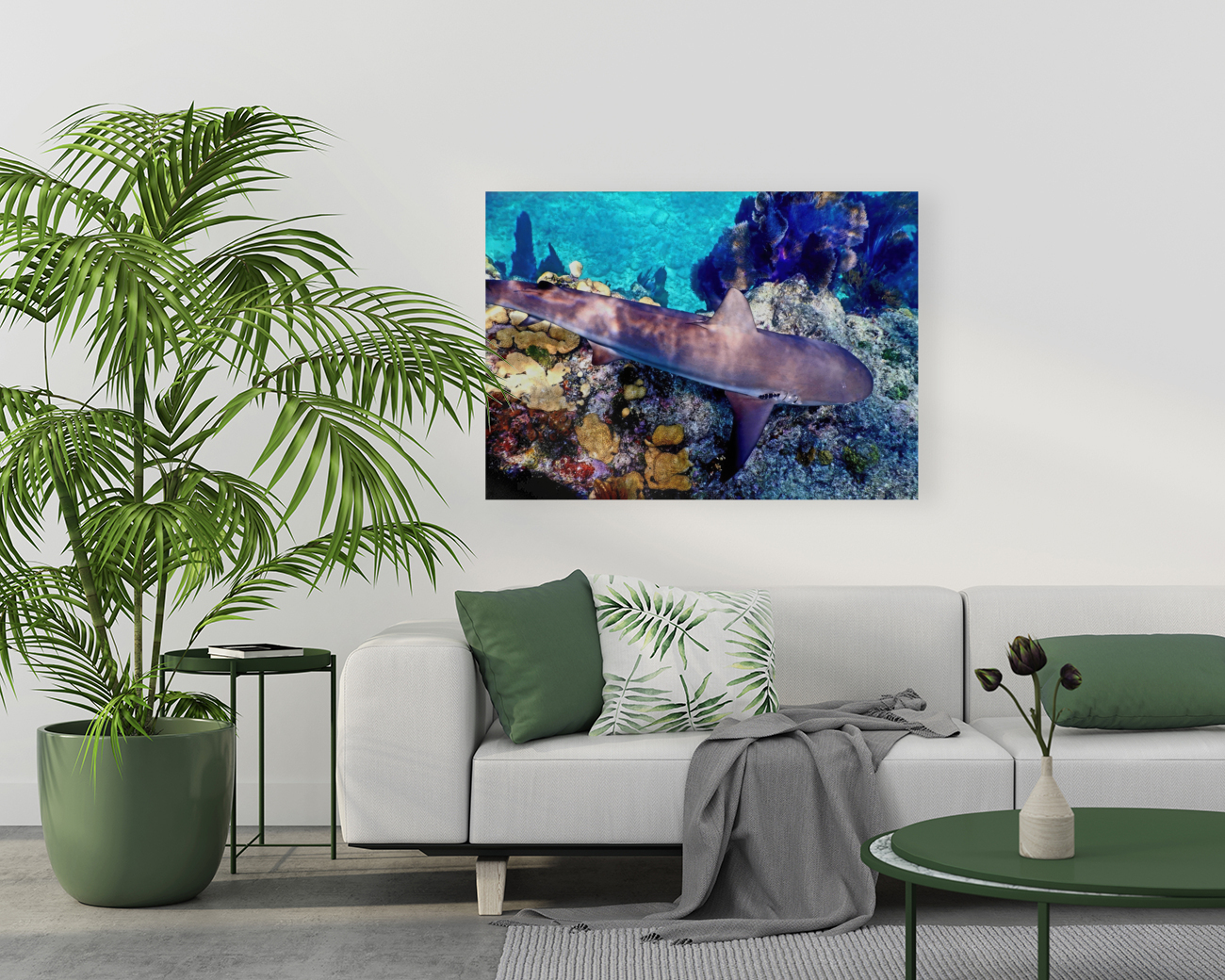 Reef Shark Looe Key Reproduction