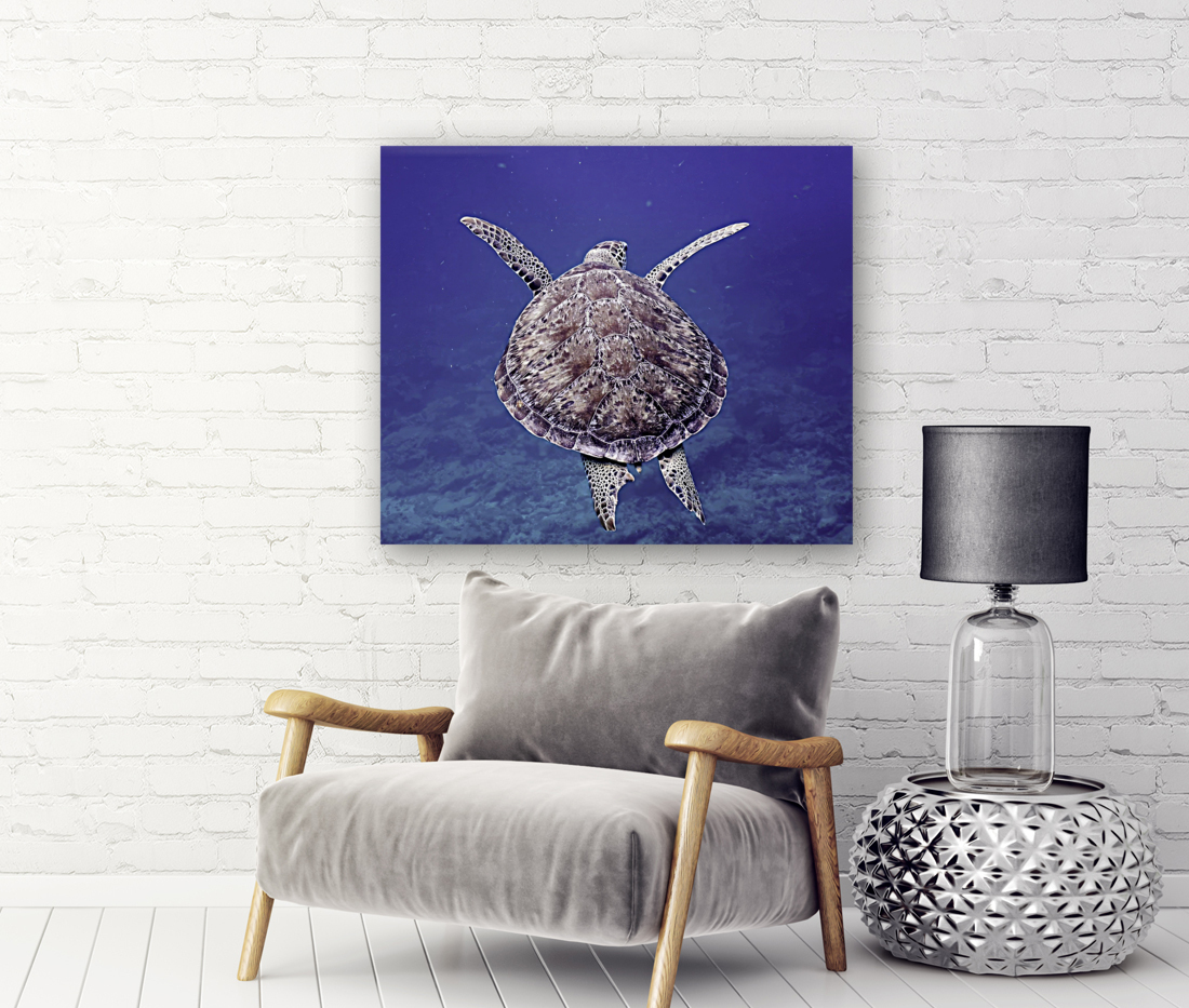 Sea Turtle Looe Key Reef Reproduction