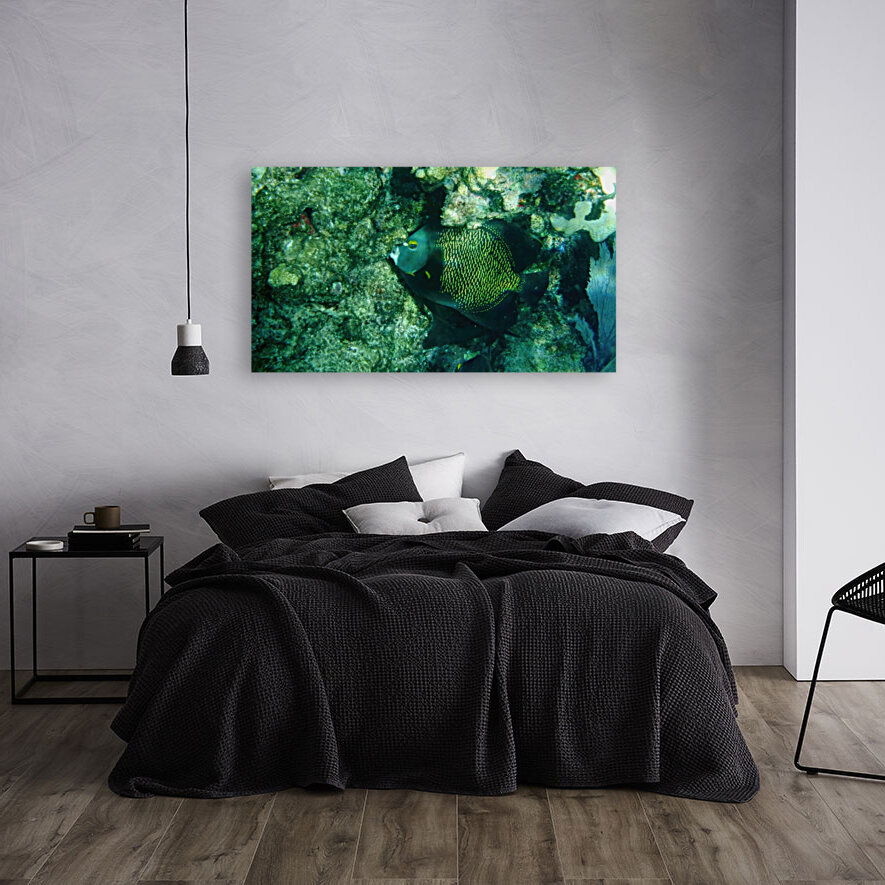 French Angelfish Grazing Reproduction