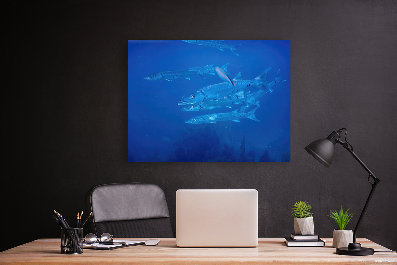 Barracuda Encounter Reproduction