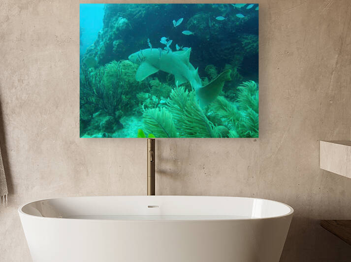 Nurse Shark Looe Key Reef Reproduction