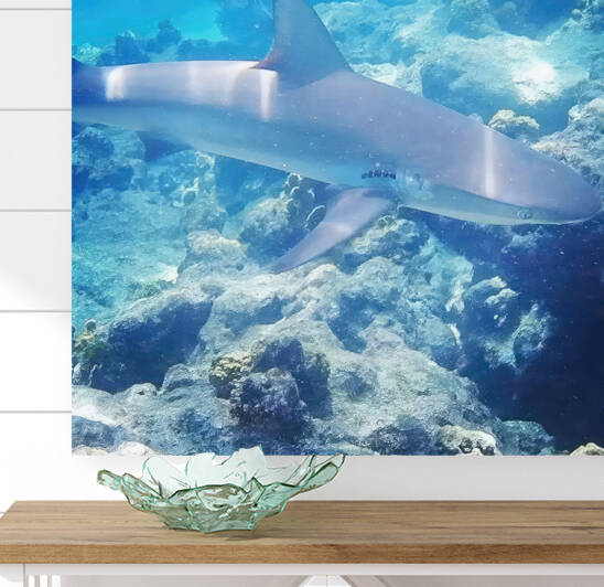 Reef Shark In The Keys by Fred Clark Land and Sea Photography 
