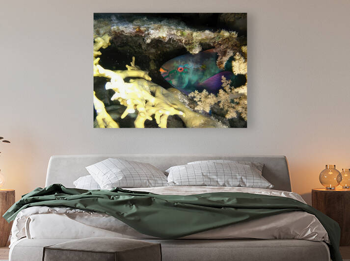 Parrotfish Looe Key. Fan Favorite   by Fred Clark Land and Sea Photography 
