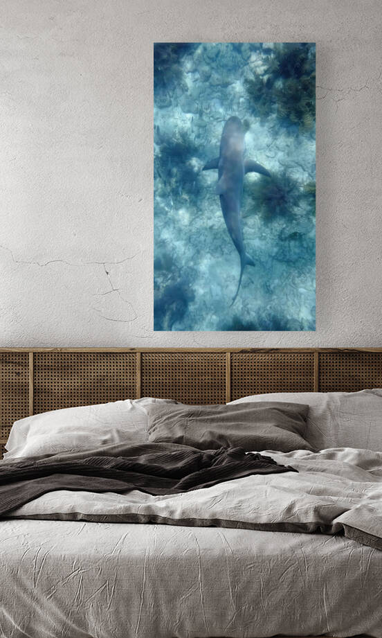 Reef Shark Beneathe Reproduction