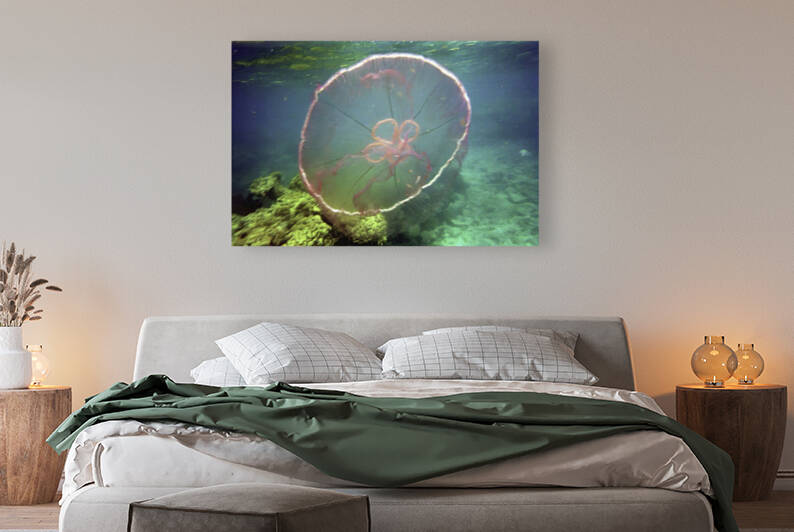 Jellyfish Beware by Fred Clark Land and Sea Photography 