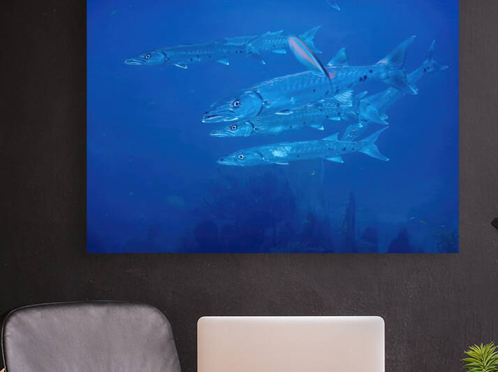 Barracuda Encounter by Fred Clark Land and Sea Photography 