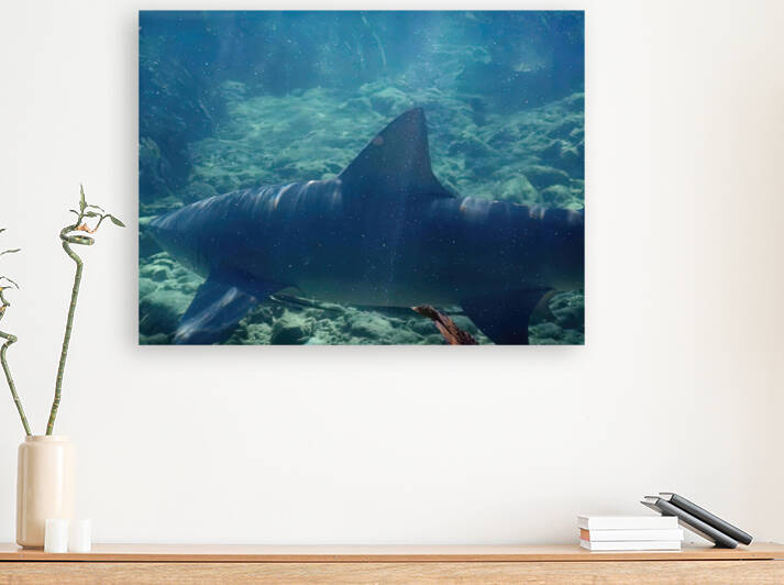 Lemon Shark 11 Feet  by Fred Clark Land and Sea Photography 