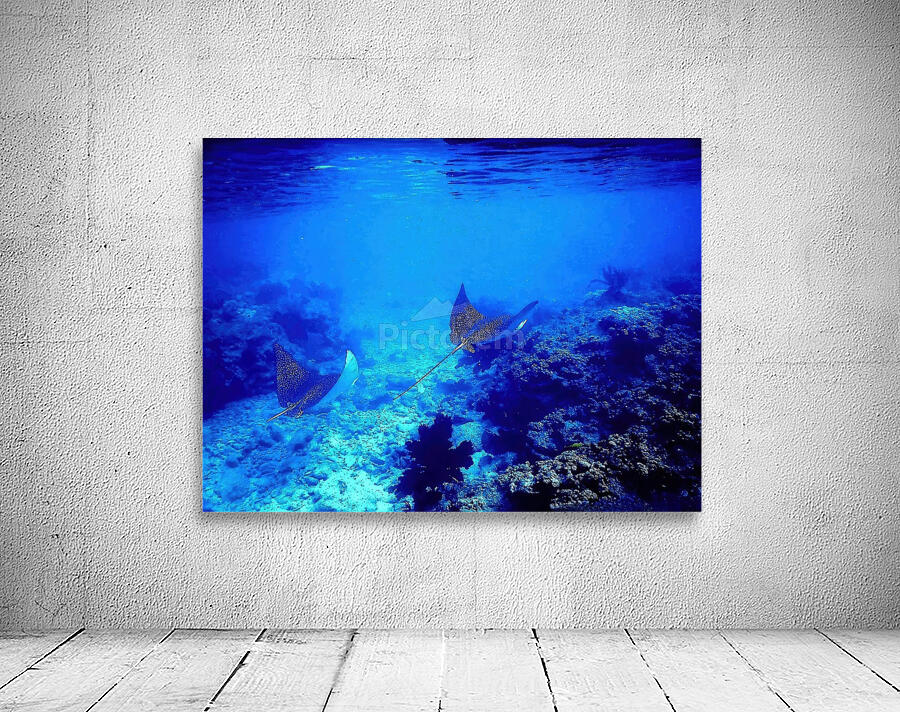 Eagle Rays  Wall Preview