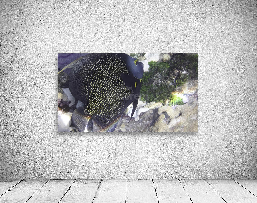 French Angelfish Wall Preview