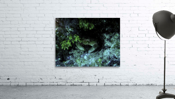 Crab at Looe Key Wall Preview