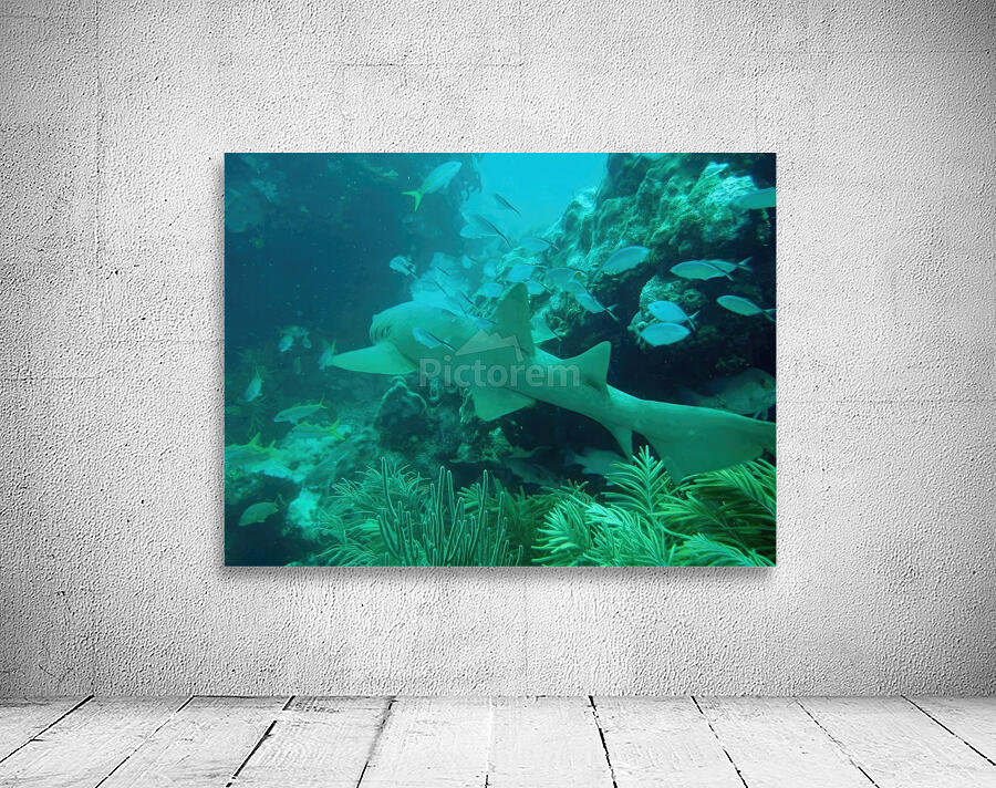 Nurse Shark Looe Key Wall Preview