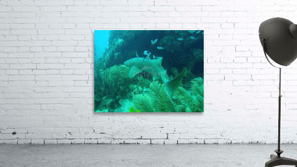 Nurse Shark Looe Key Reef Wall Preview