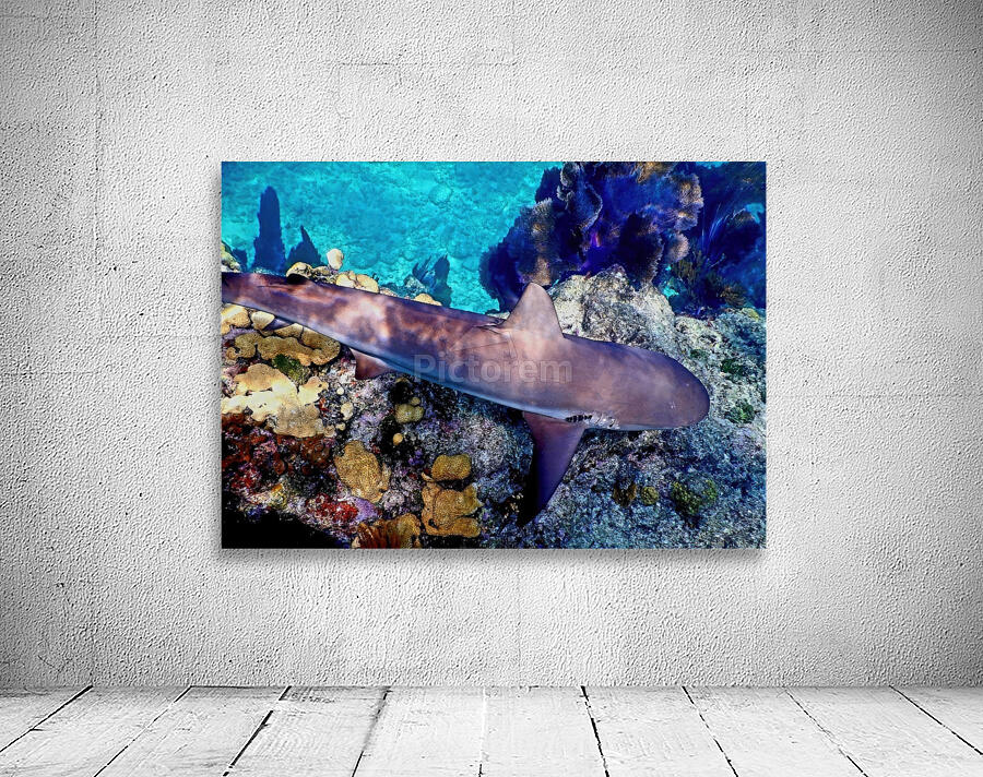 Reef Shark Looe Key Wall Preview