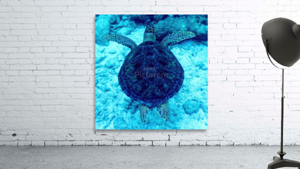 Sea Turtle Looe Key Wall Preview