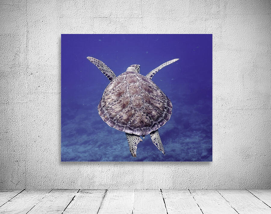 Sea Turtle Looe Key Reef Wall Preview