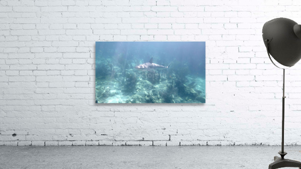 Looe Key Reef Shark Wall Preview