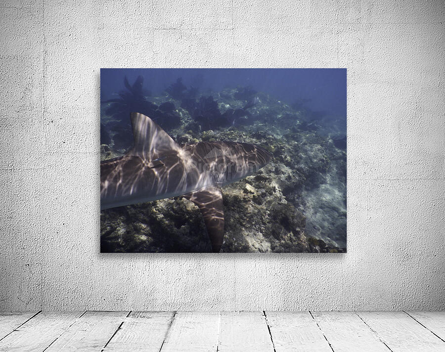 Reef Shark Looe Key Reef Wall Preview