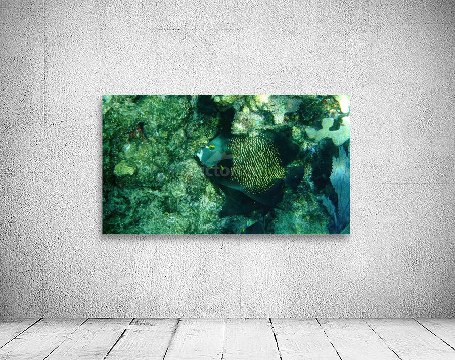 French Angelfish Grazing Wall Preview
