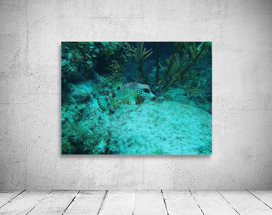 Box Puffer Looe Key Reef Wall Preview