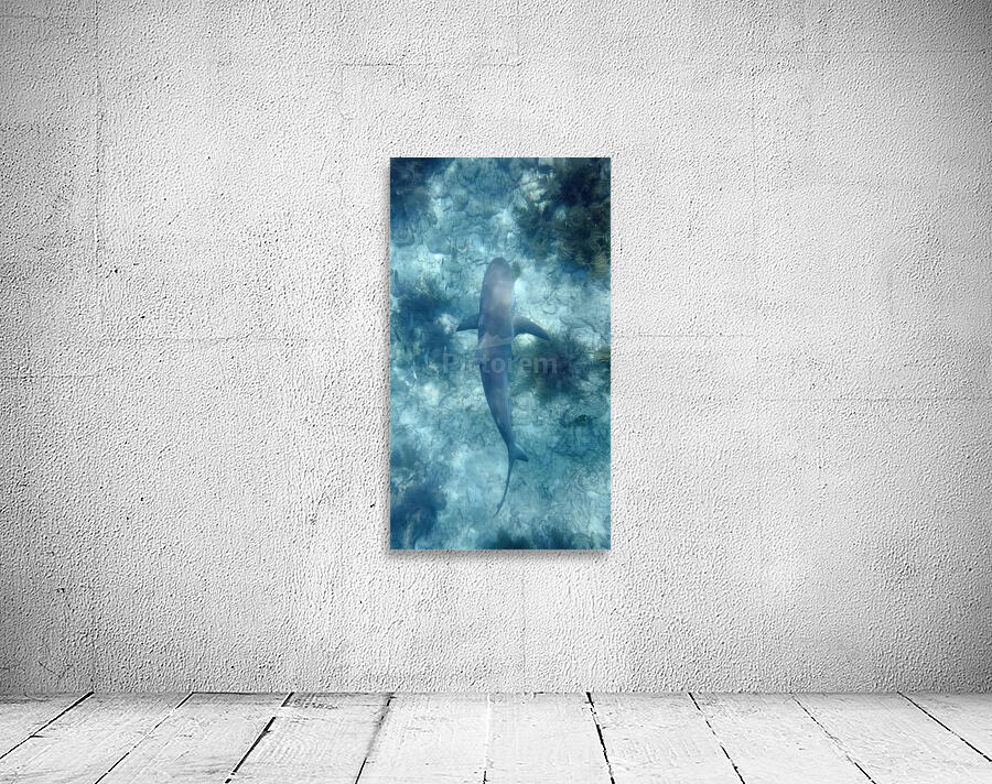 Reef Shark Beneathe Wall Preview