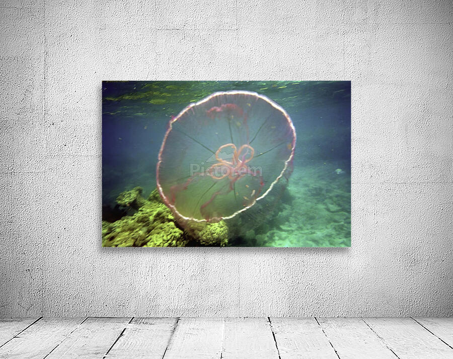 Jellyfish Beware Wall Preview