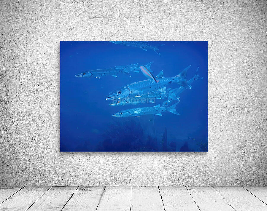 Barracuda Encounter Wall Preview