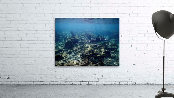 Reef Shark Searching Wall Preview