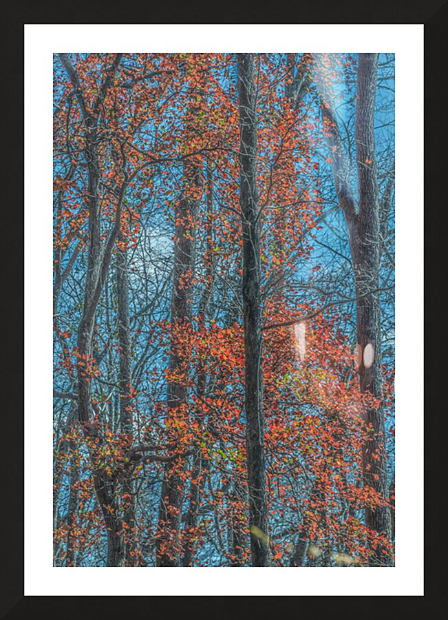 Scarlet Chorus in the Cold Light Impression et Cadre photo