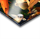 Many Koi Acrylic print