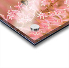 Pink Bee Acrylic print