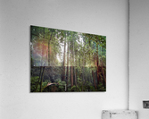 Trees Acrylic Print