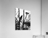 Black Birds Acrylic Print