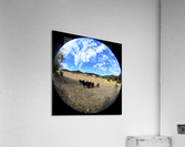 Cows Acrylic Print