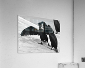 Brandts Cormorants Acrylic Print