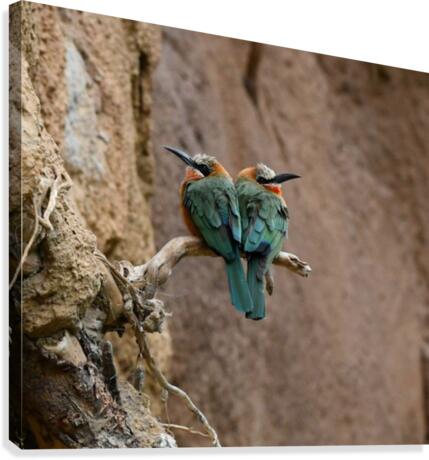 Bee Eaters Canvas Print