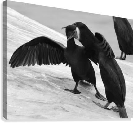 Brandts Cormorants Canvas Print