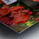 Tulipani Metal print