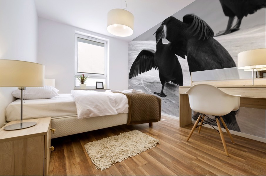 Brandts Cormorants Mural print