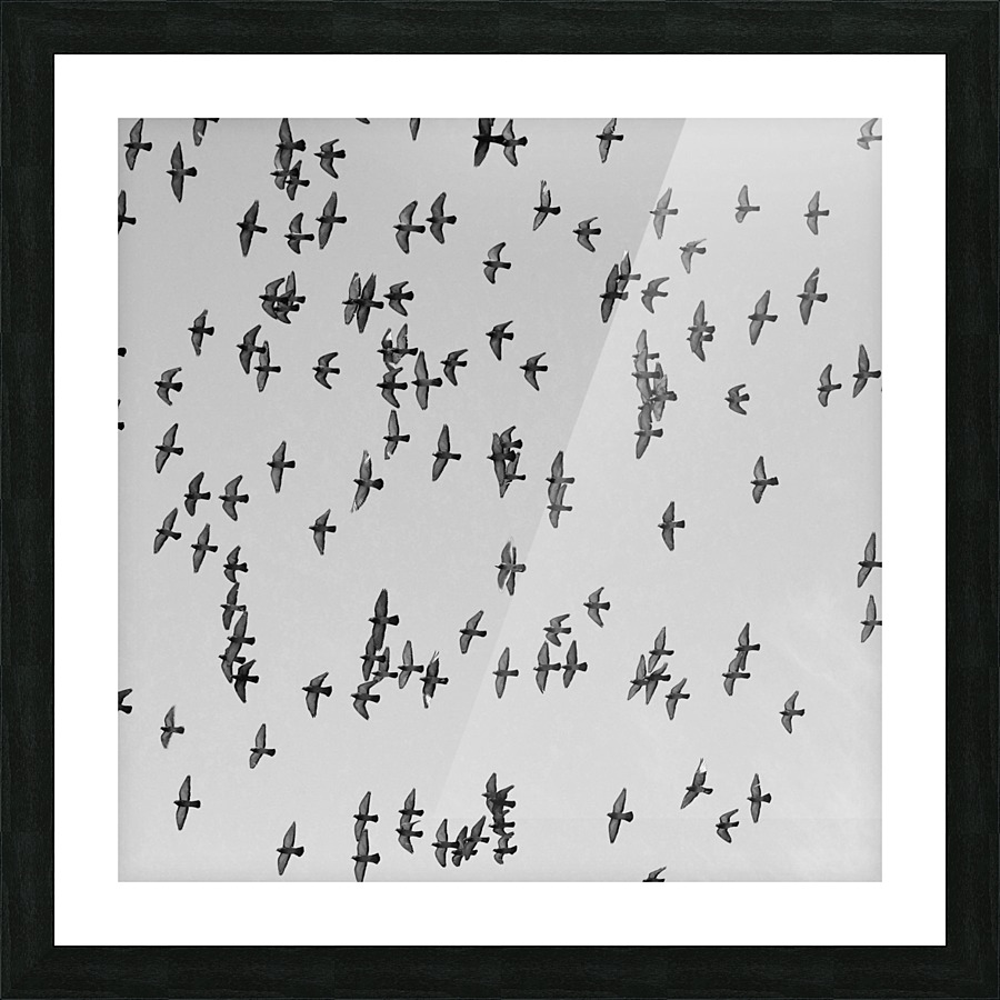 Urban Murmuration Picture Frame print