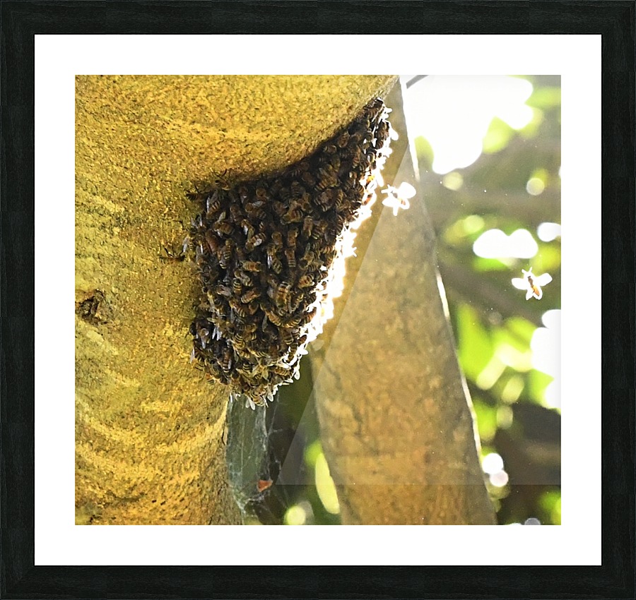 Bee Hive Picture Frame print
