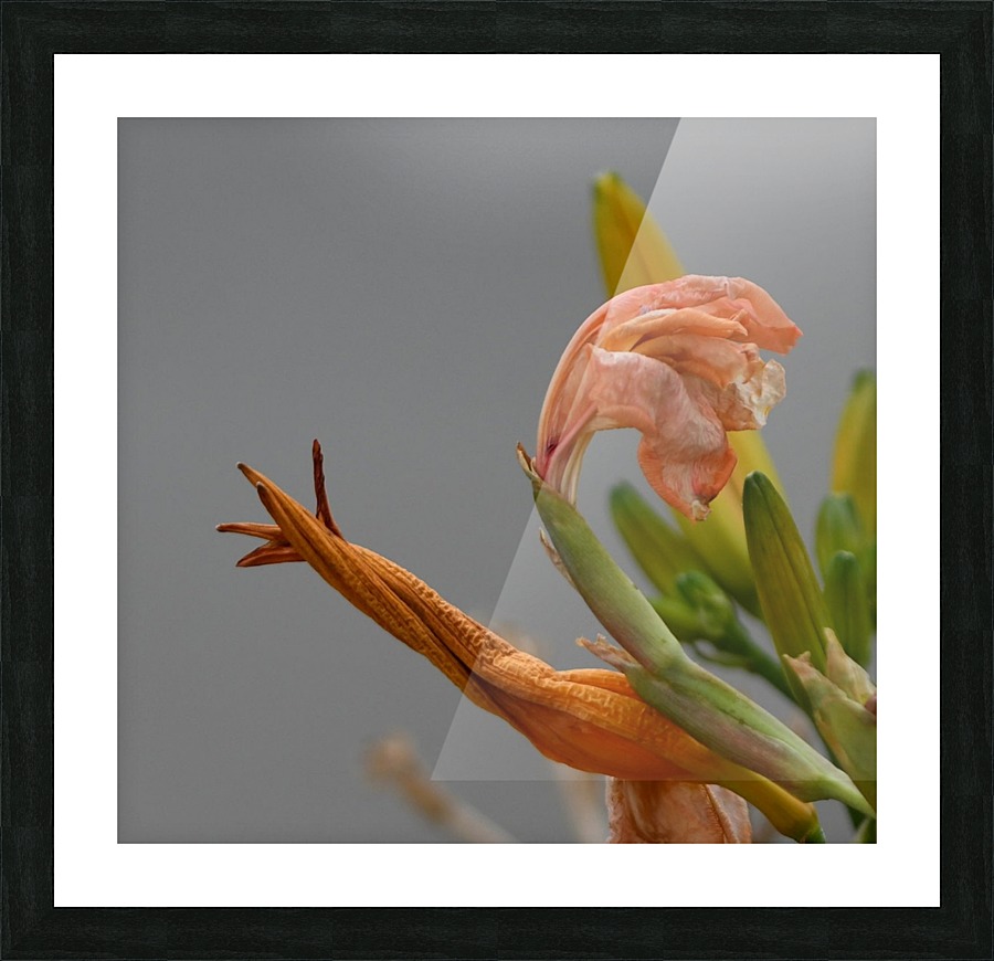 Snail Flower Picture Frame print