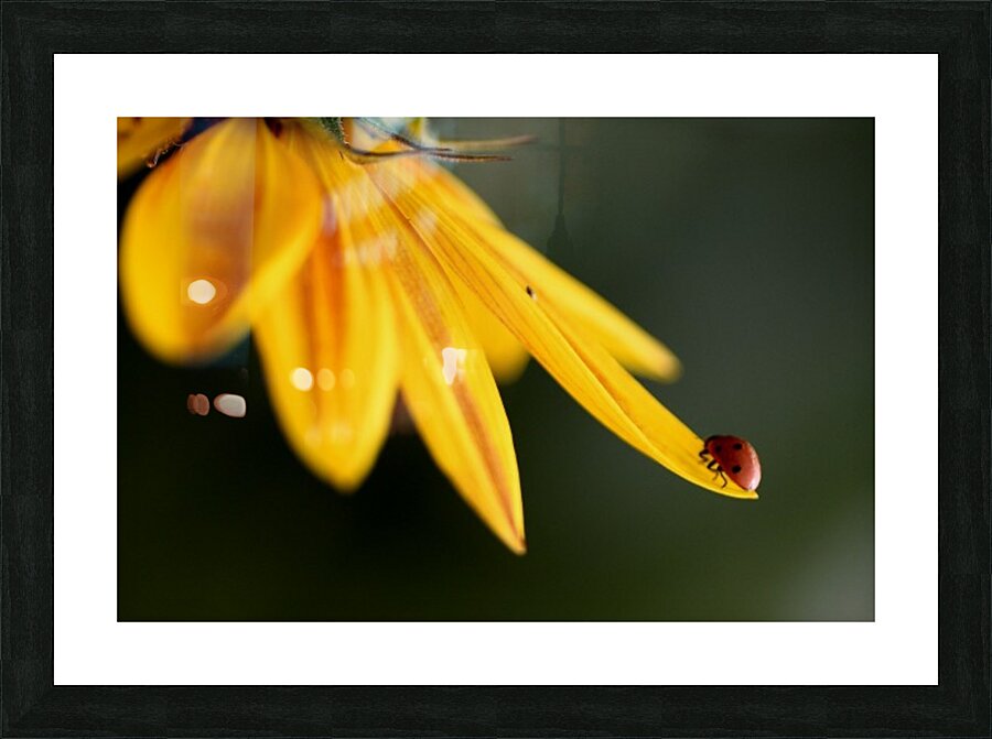 Ladybug Picture Frame print