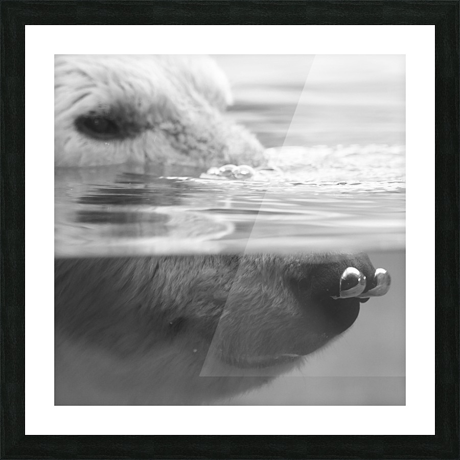Bear Bubbles Picture Frame print