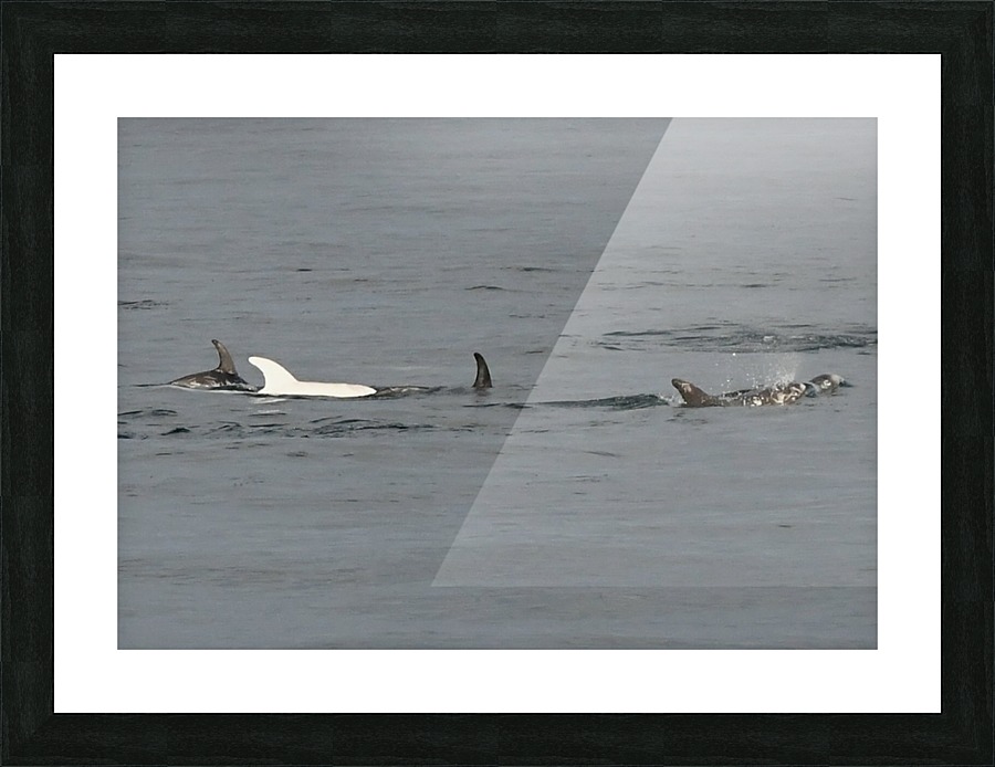 Albino Dolphin Picture Frame print