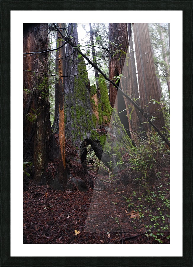 Giants Picture Frame print